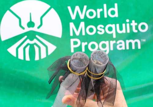  Moradores da Maré vão participar da liberação de Wolbitos, os mosquitos que combatem a dengue
