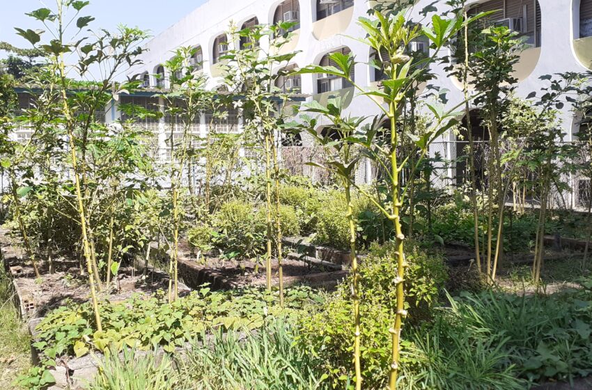 Premiado de plantação de hortaliças em favelas, ‘Hortas Cariocas’ sofre com precarização