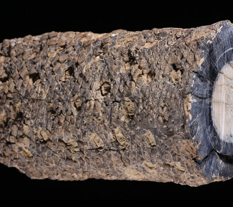 Cientistas brasileiros encontram fóssil de 280 milhões de anos