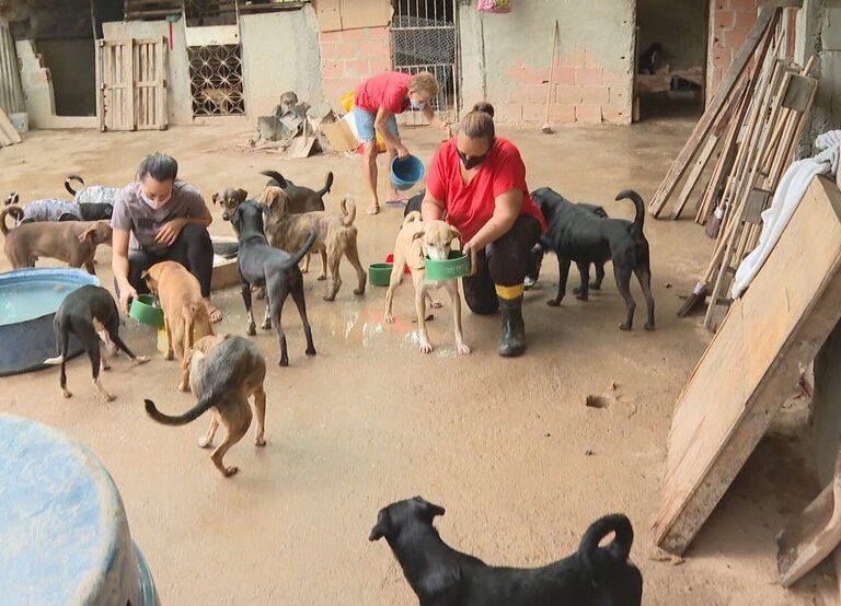 Cães e gatos abandonados são socorridos por projeto Focinho da Maré