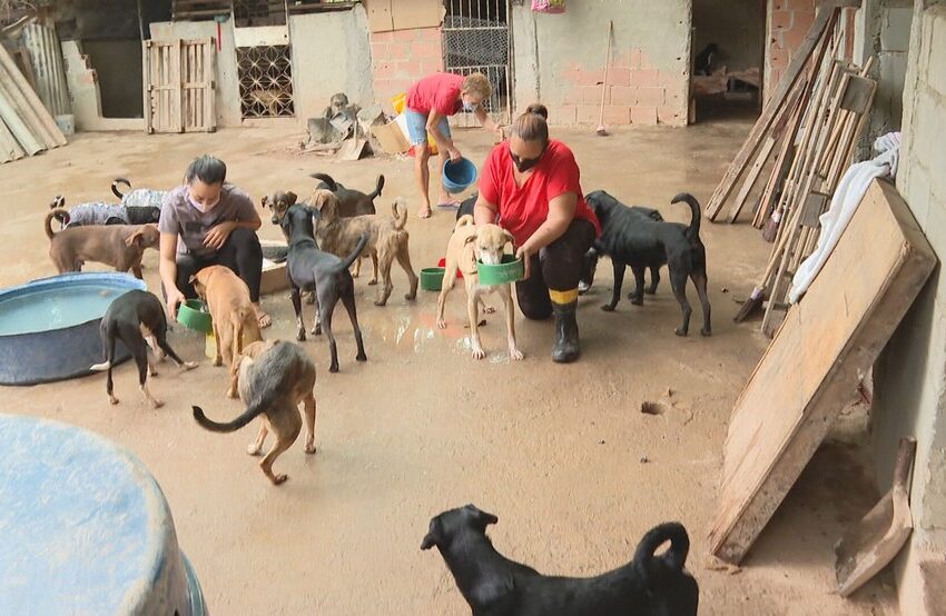 Cães e gatos abandonados são socorridos por projeto Focinho da Maré
