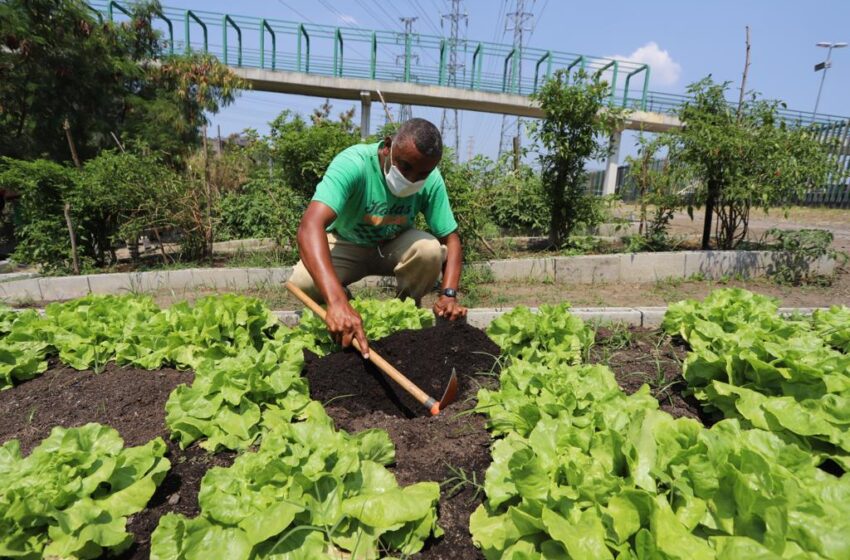 Com Parque Madureira, bairro do subúrbio carioca terá maior horta do mundo