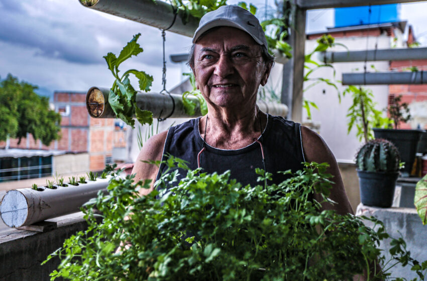  Morador da Nova Holanda cria uma horta em sua própria laje