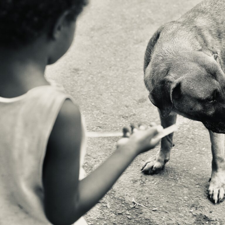 Grupo de mulheres mapeia situação dos animais abandonados na Maré