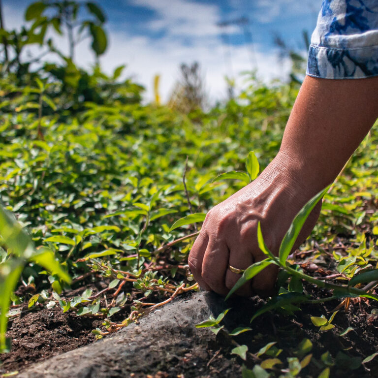 EcoClima constrói telhado verde na Maré